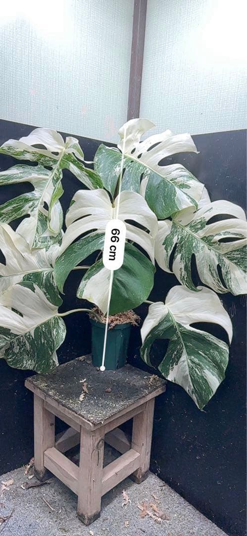 た*ー様 斑入りモンステラ ホワイトタイガー極美大株66cm白斑多