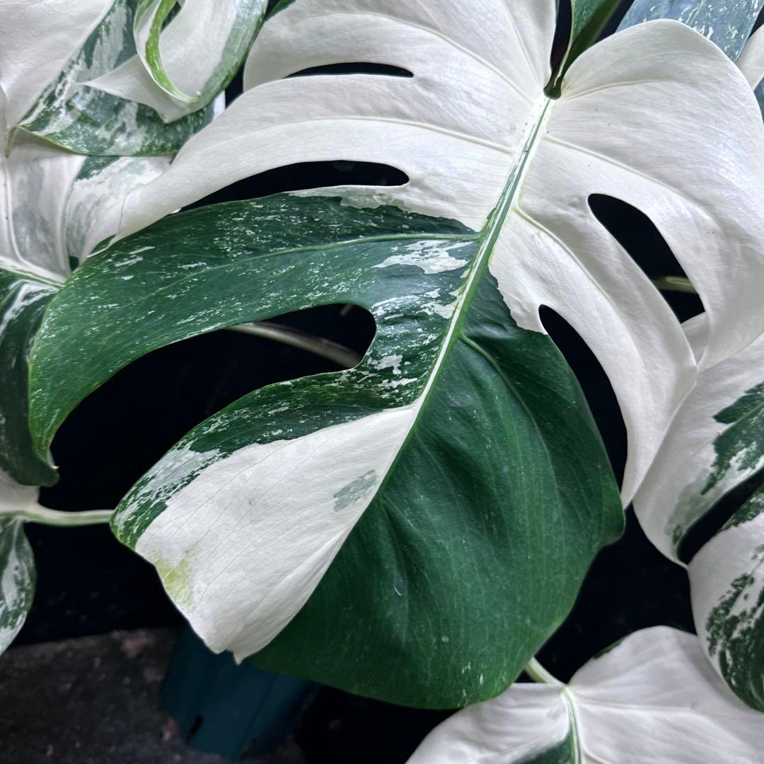 た*ー様 斑入りモンステラ ホワイトタイガー極美大株66cm白斑多
