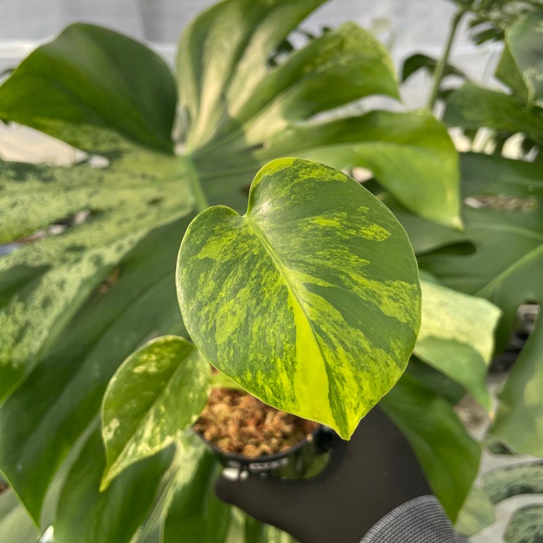 MZ2 モンステラ　イエローマリリン　黄斑入り