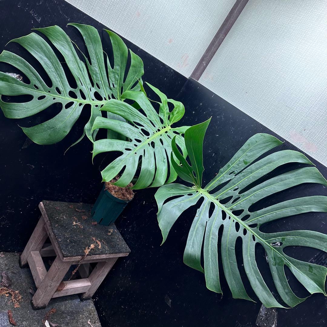 あ*ん様 モンステラデリシオーサマクロコズム超希少系統鉢植え64㎝