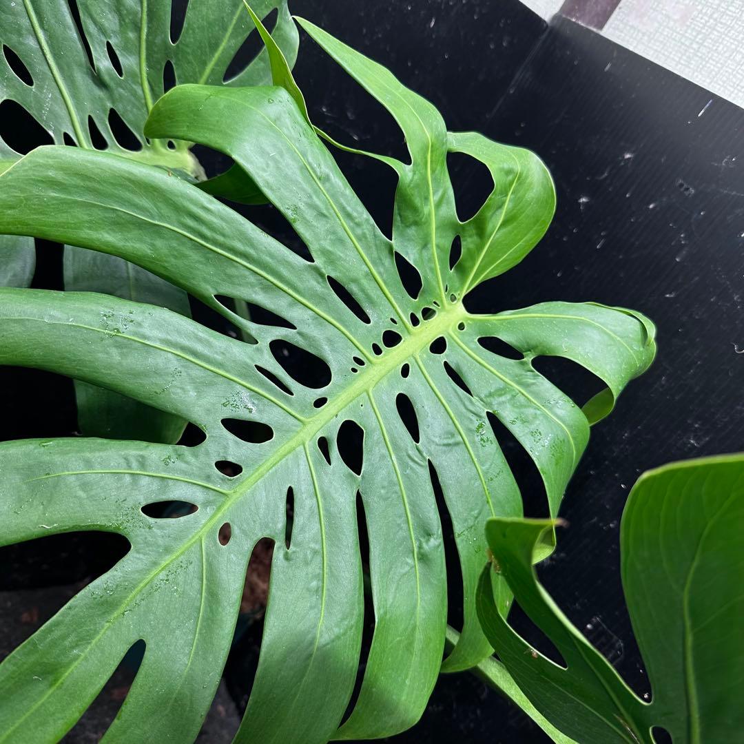 あ*ん様 モンステラデリシオーサマクロコズム超希少系統鉢植え64㎝