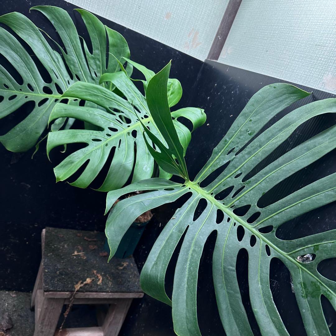 あ*ん様 モンステラデリシオーサマクロコズム超希少系統鉢植え64㎝