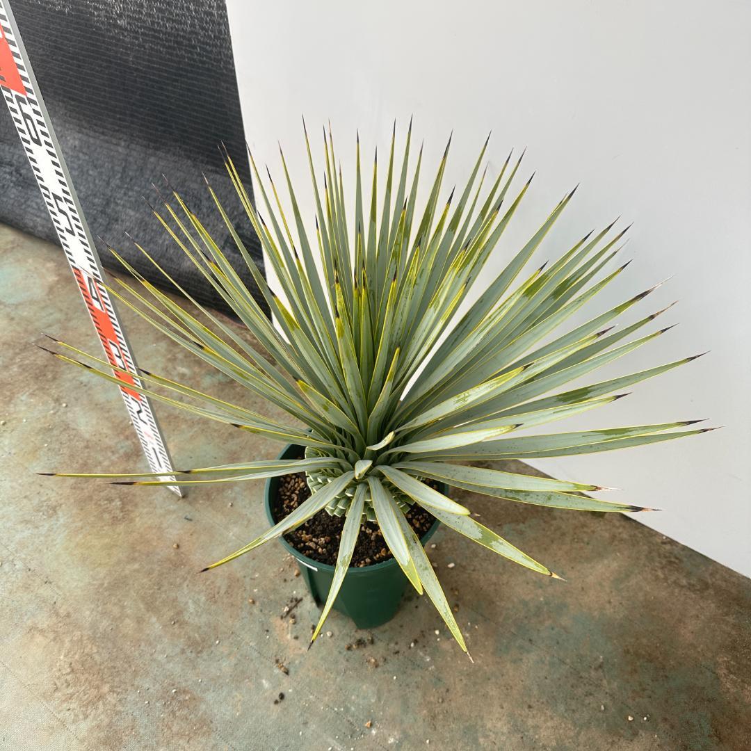 ユッカ　ロストラータ【21-411】美形　シルバーブルー