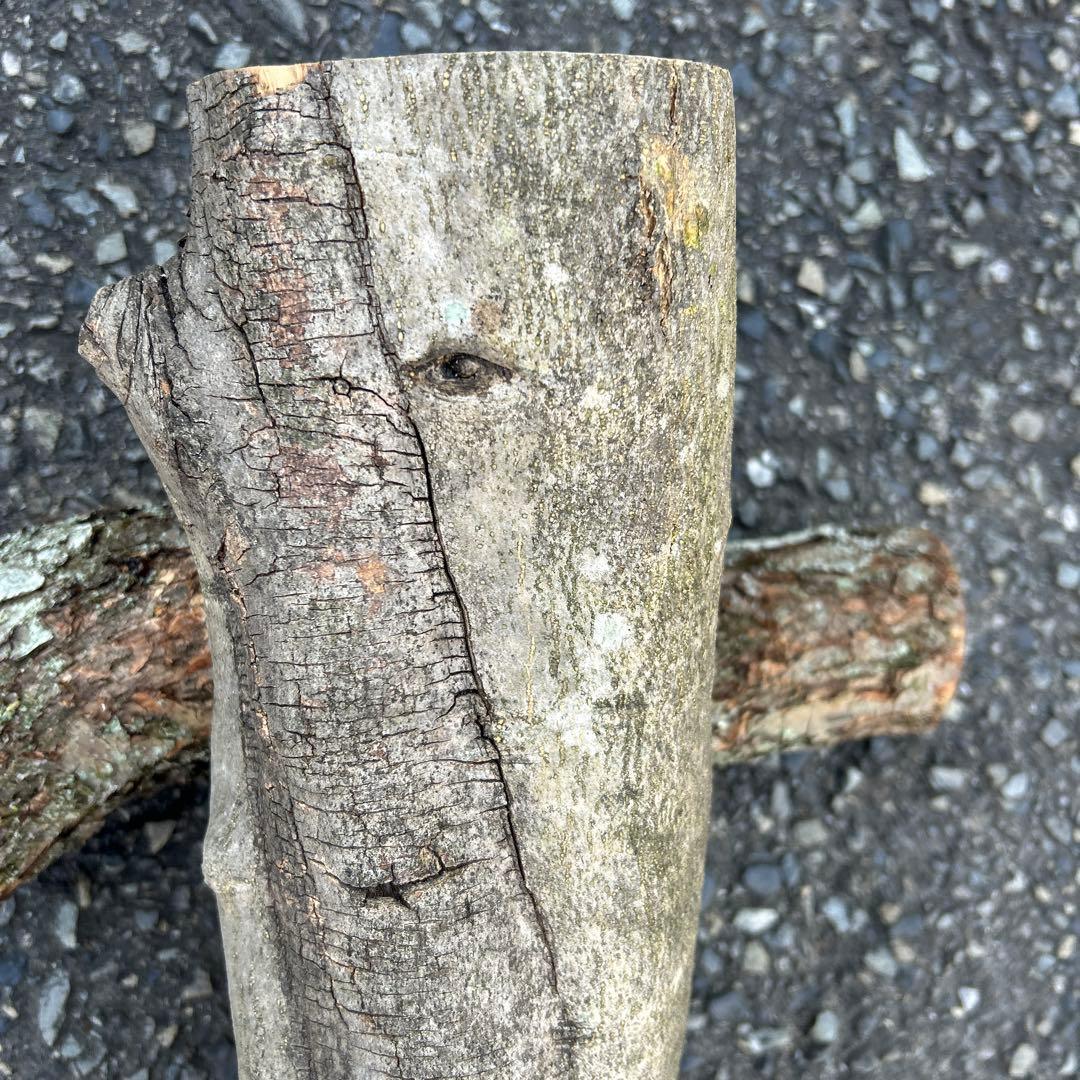 オリーブ　挿し木　太枝挿し木　盆栽