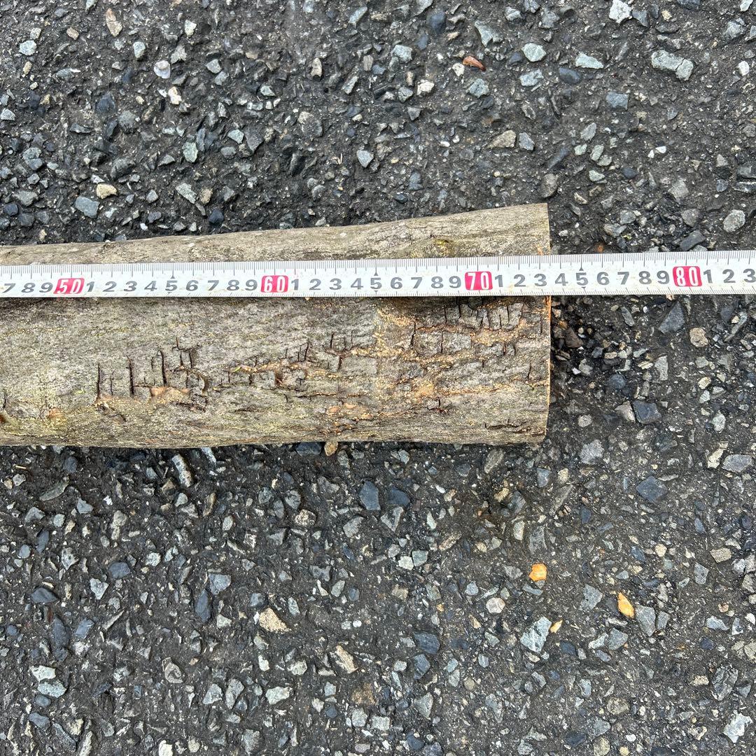 オリーブ　挿し木　太枝挿し木　盆栽