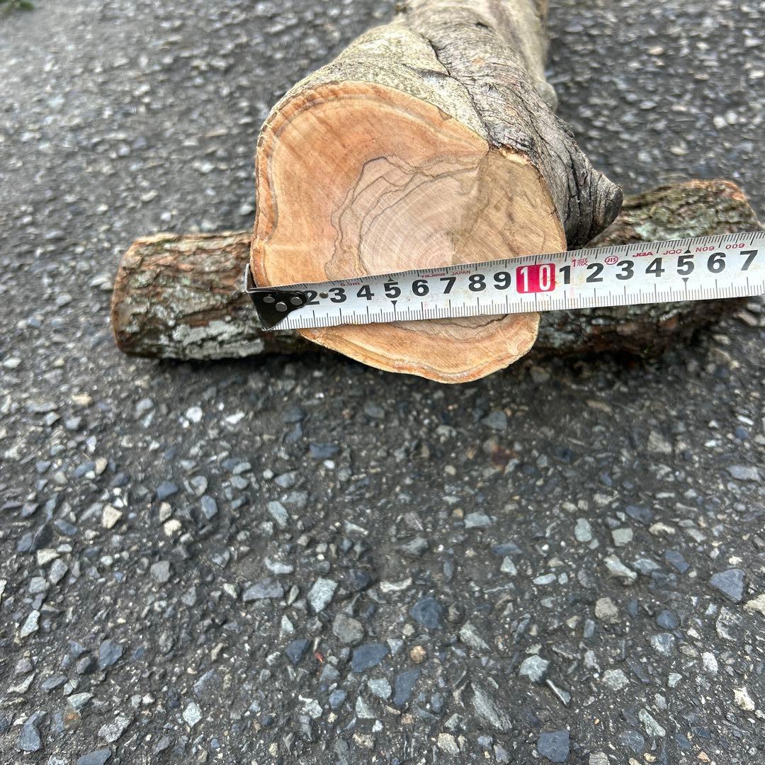 オリーブ　挿し木　太枝挿し木　盆栽