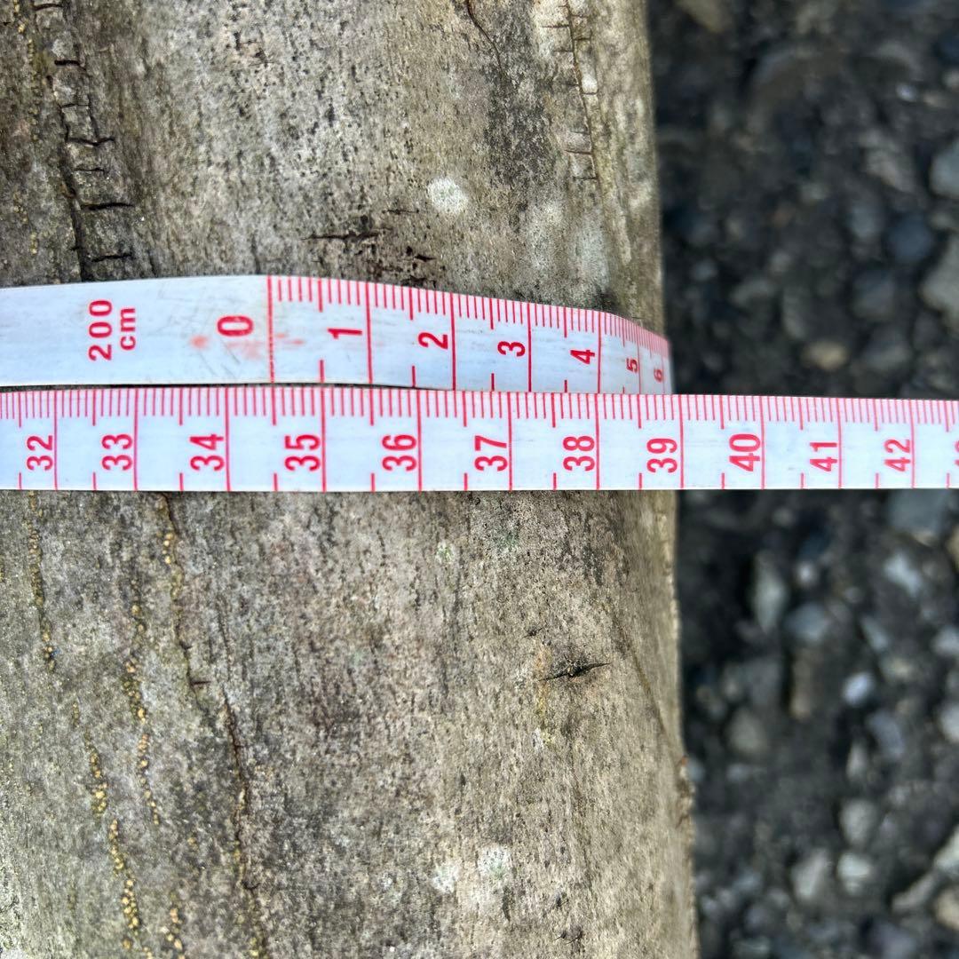 オリーブ　挿し木　太枝挿し木　盆栽