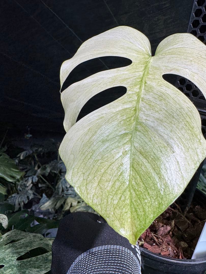 モンステラ　ボルギシアナ　絶美斑入りフルミント株