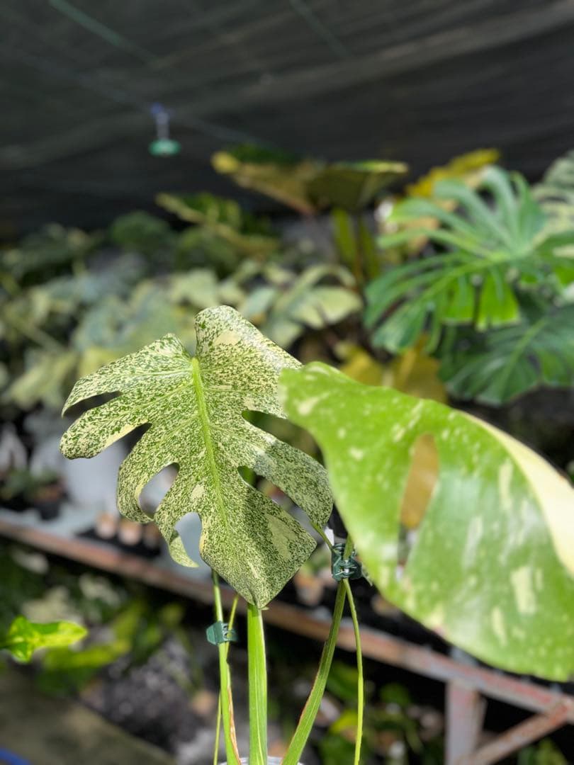 ラ*ん様 モンステラ　タイコンステレーション　スターライト転倒により葉折れあり｜