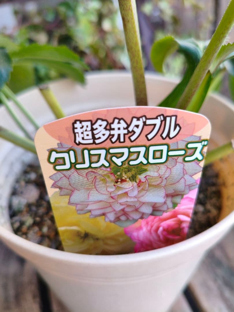 ピ*ピ様 超多弁八重咲きクリスマスローズがお買い得！アプリコット【6号】015