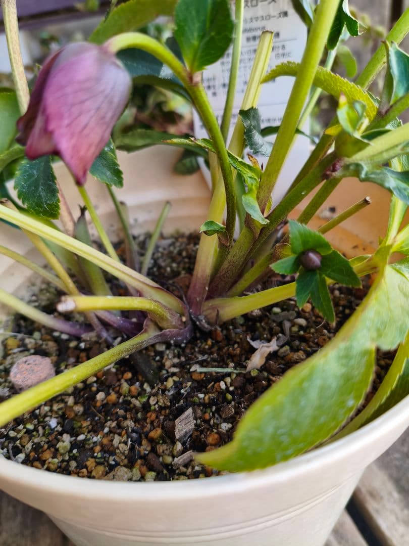 ピ*ピ様 超多弁八重咲きクリスマスローズがお買い得！アプリコット【6号】015