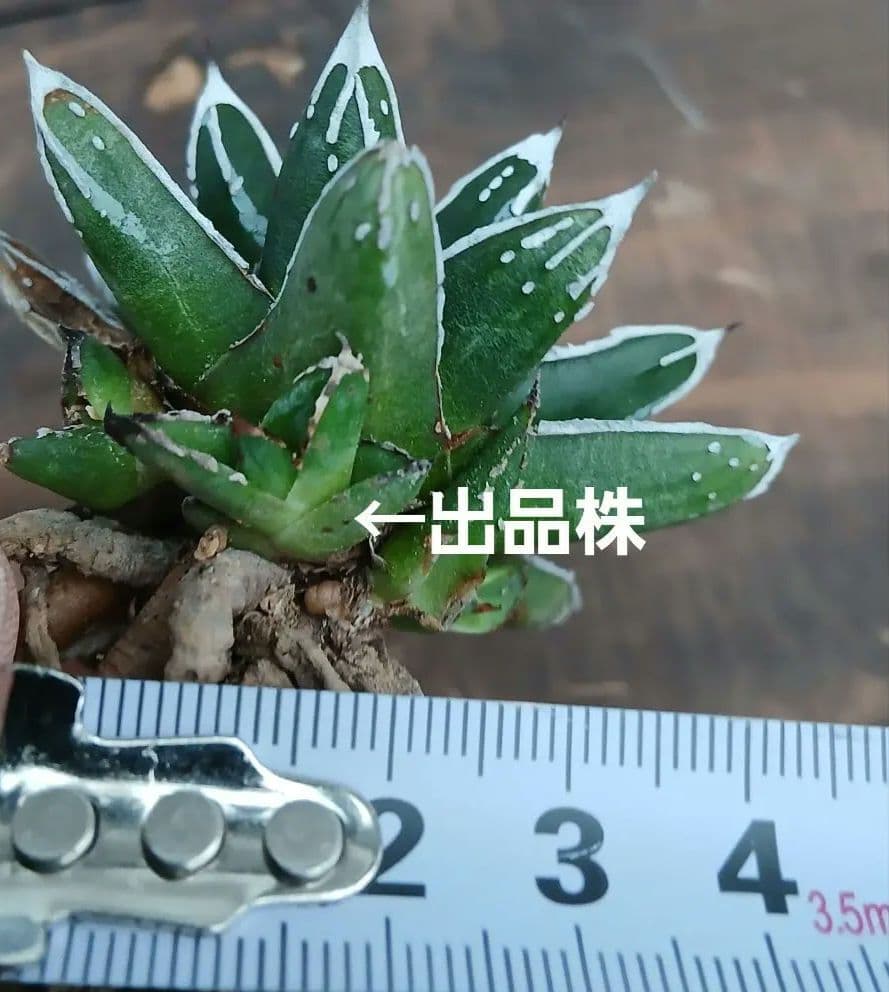 お*ん様 アガベ　名峰富士　仔株　②【希少　選抜】検索　ロウルサンコ　姫笹の雪