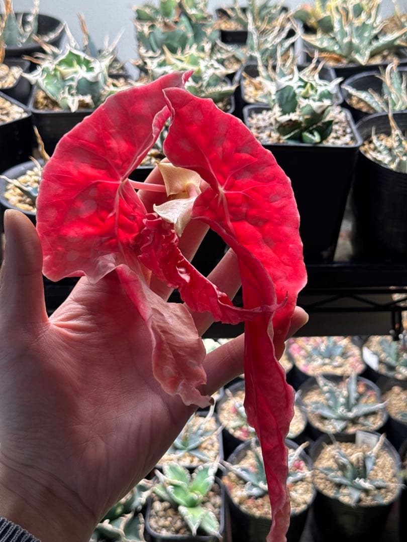 e*S様 ベゴニア マクラータ 斑入り発根管理中