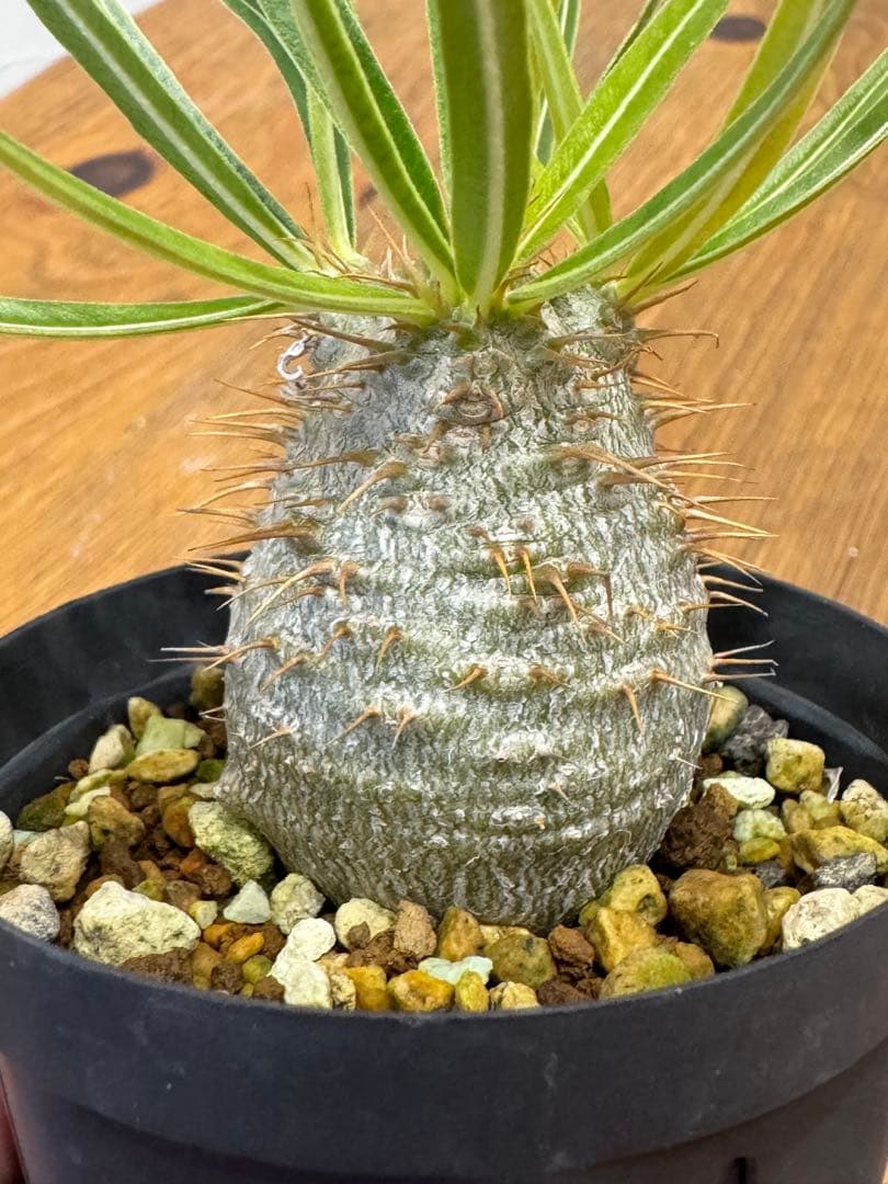 パキポディウム　グラキリス実生　有望株