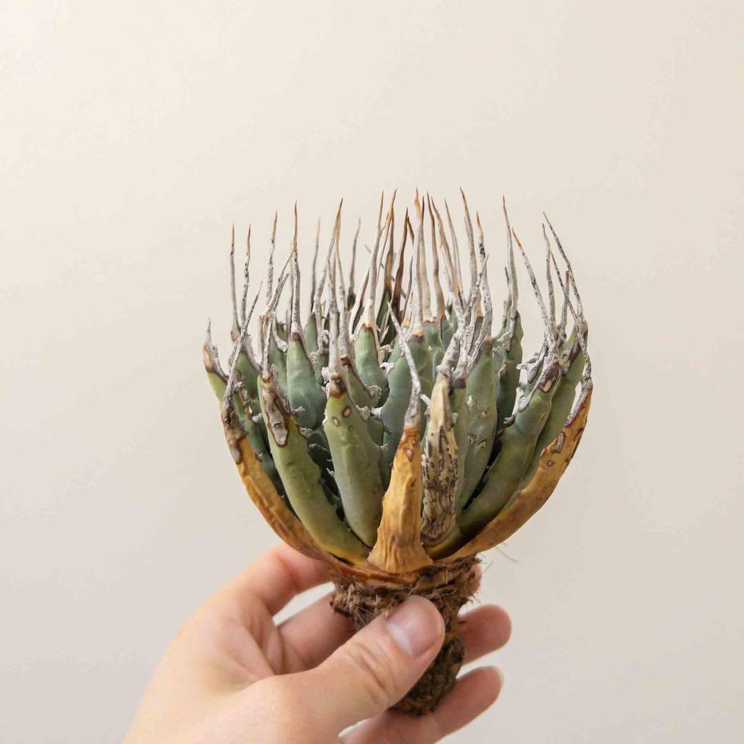 31 ユタエンシス エボリスピナ 現地株 ベアルート 陽炎 アガベ