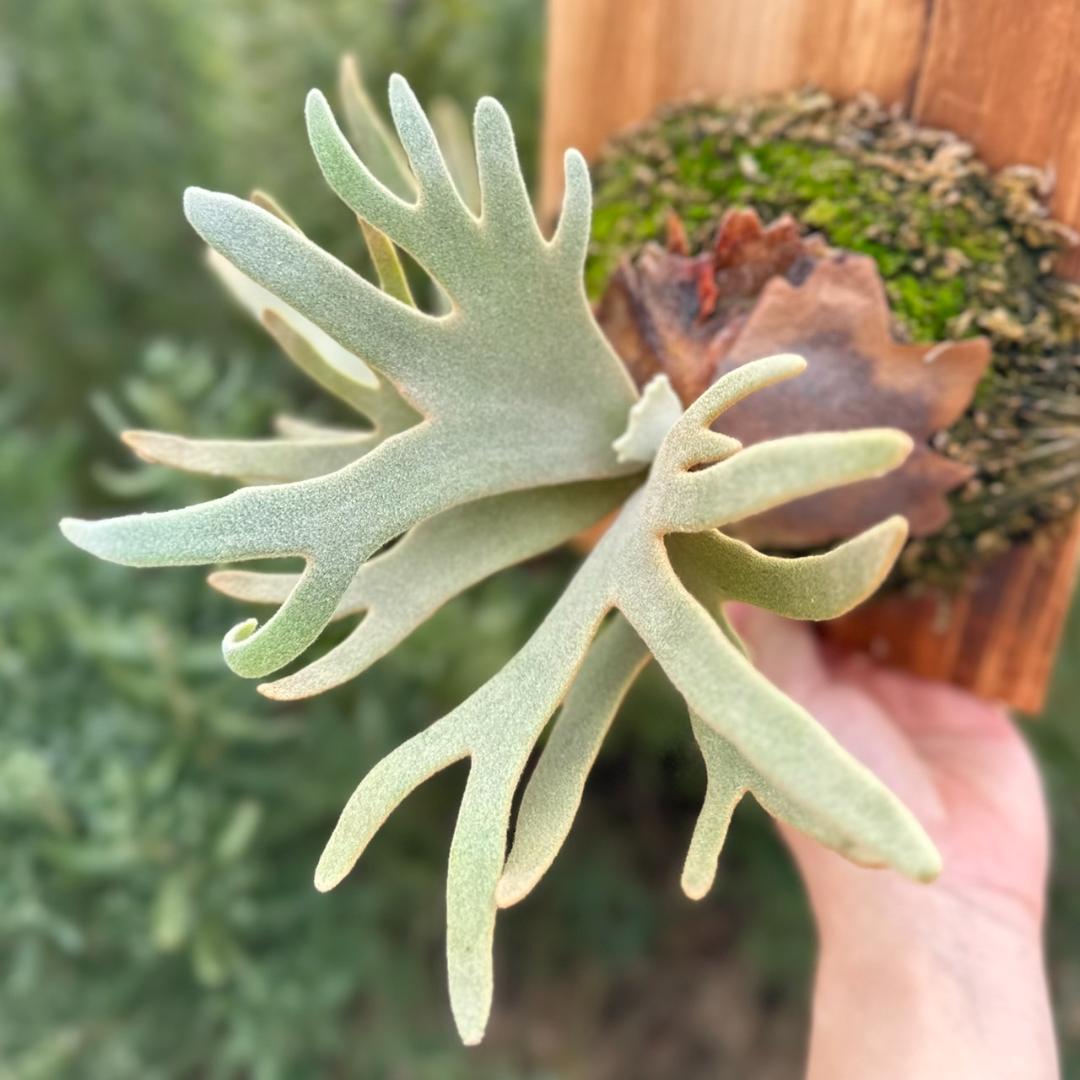 P.willinckii ’Jade Girl’ spore 003