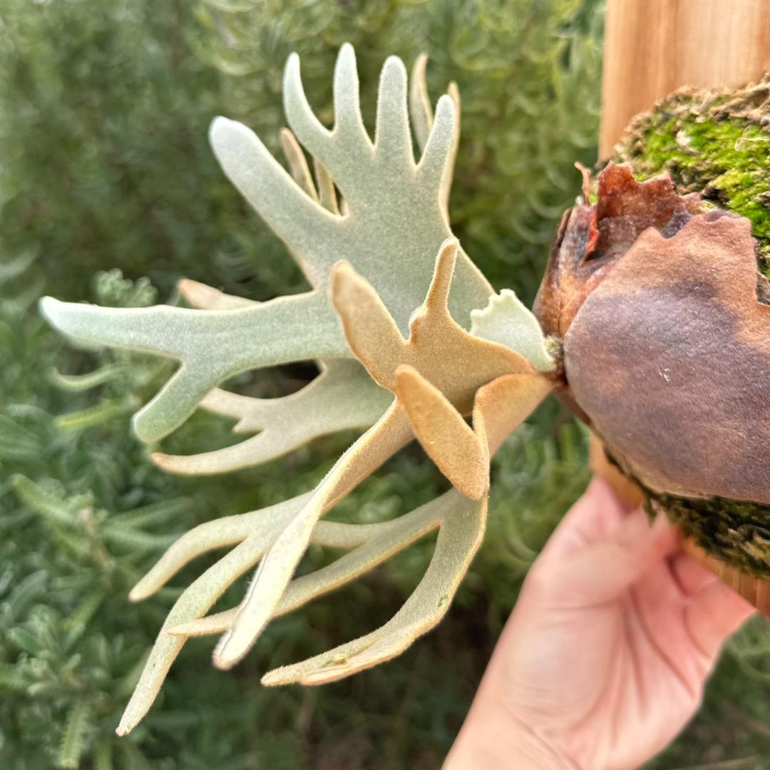 P.willinckii ’Jade Girl’ spore 003