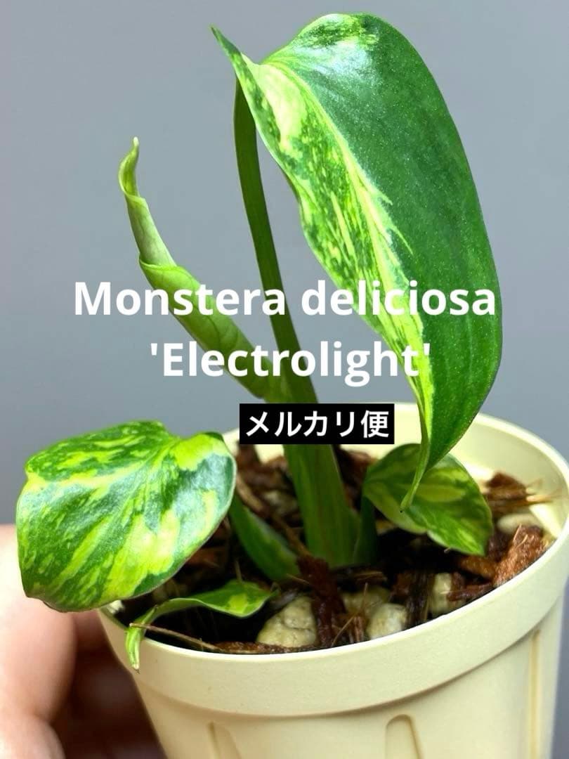 t*r様 【超希少‼️】モンステラ　エレクトロライト　斑入り　レア　人気　メルカ