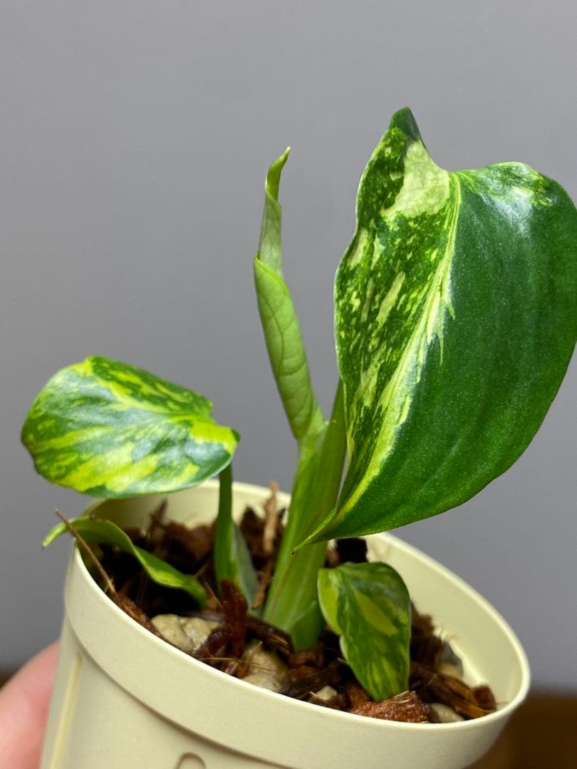 t*r様 【超希少‼️】モンステラ　エレクトロライト　斑入り　レア　人気　メルカ