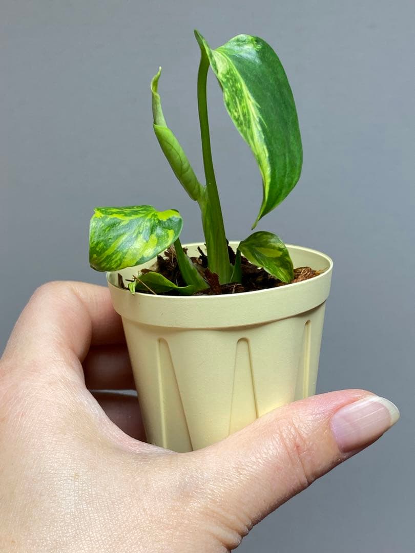 t*r様 【超希少‼️】モンステラ　エレクトロライト　斑入り　レア　人気　メルカ