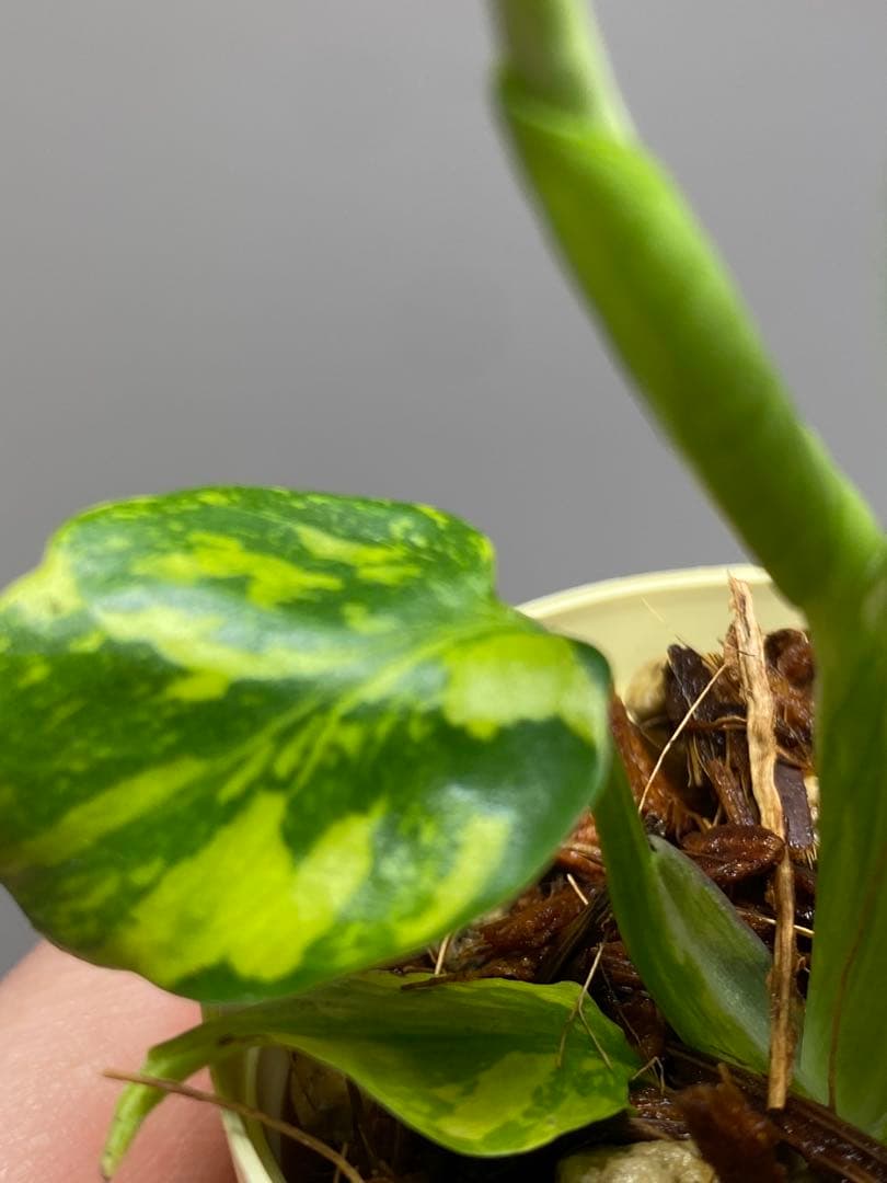 t*r様 【超希少‼️】モンステラ　エレクトロライト　斑入り　レア　人気　メルカ